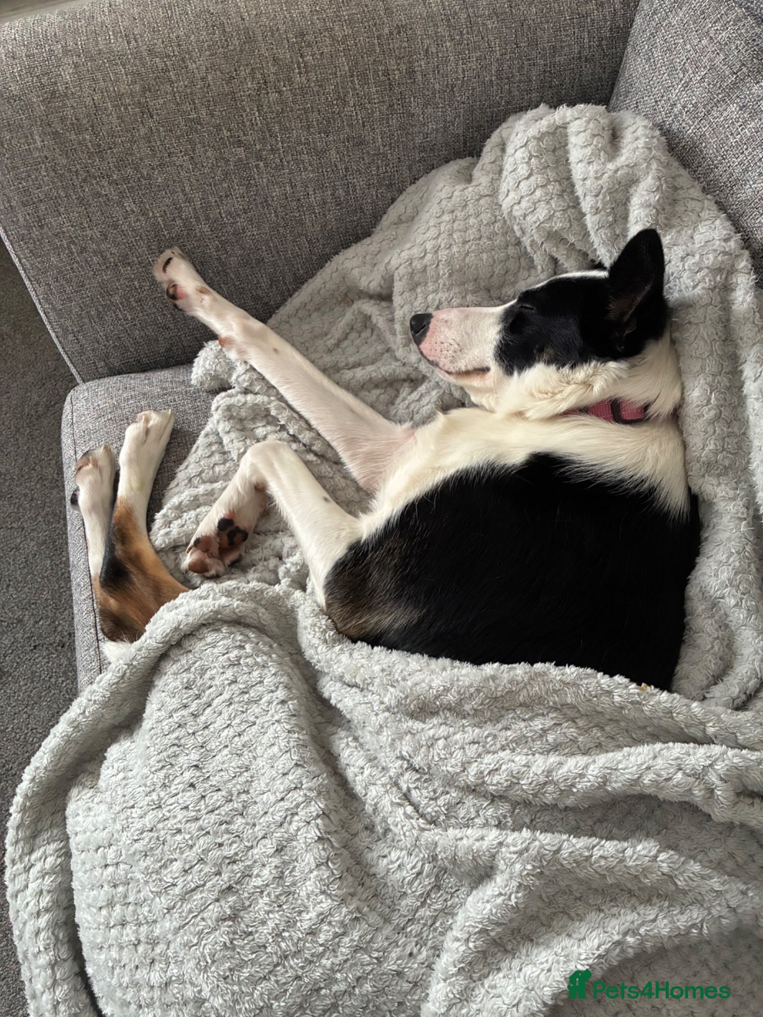 Border Collie dogs for sale: Border Collie looking for an active home  - Advert 4
