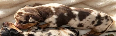 Miniature Dachshund 5