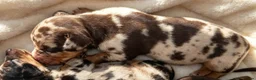 Miniature Dachshund dogs for sale: Dapple Miniature Dachshund in Leeds - Advert 3