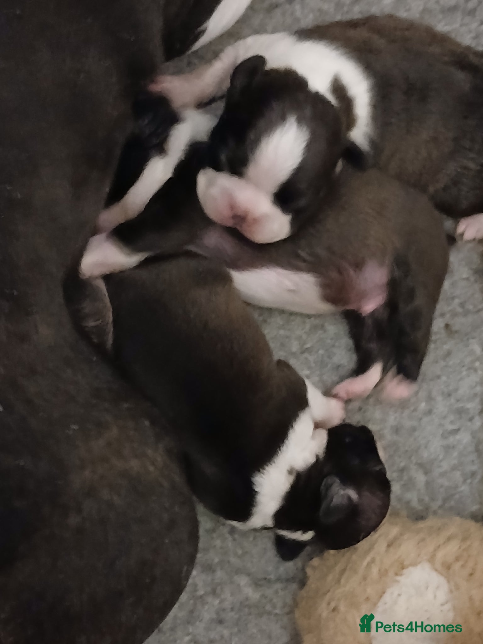 Boston Terrier dogs for sale: Boston Terrier puppies JHC4 hereditary free - Advert 6