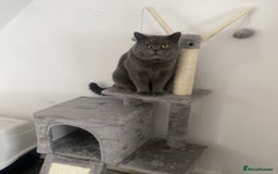 British Shorthair cats for sale: British short hair male - Image 5