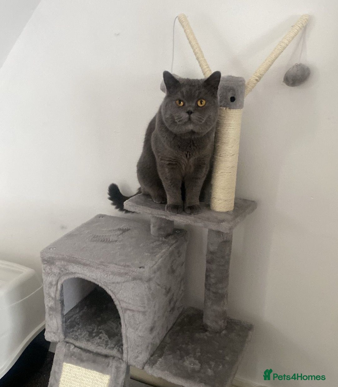 British Shorthair cats for sale: British short hair male - Image 5