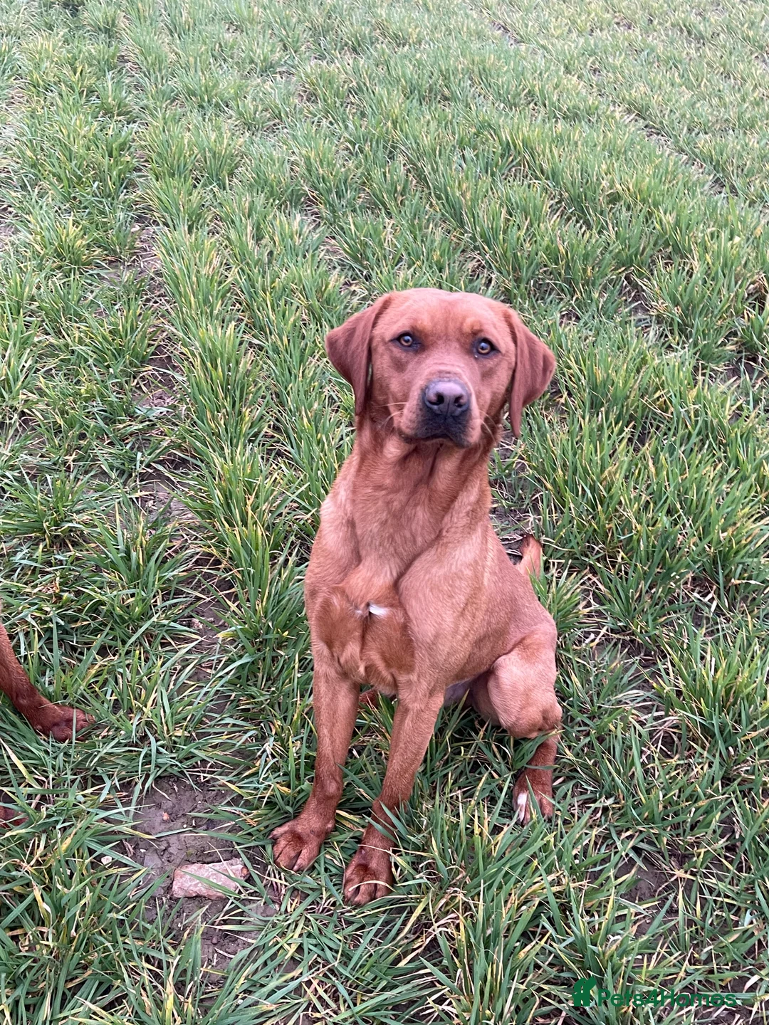 Labrador Retriever dogs for sale: Gorgeous foxred Labrador male - Advert 2