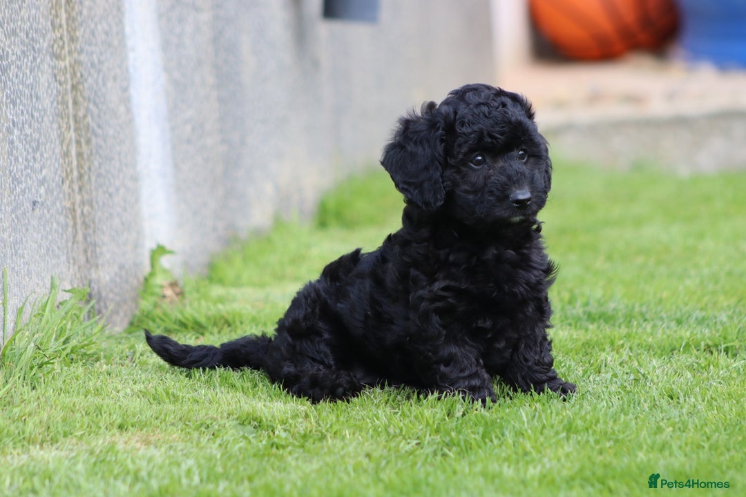 Cavapoochon dogs for sale: Beautiful Cavapoochon puppies for sale - Image 3