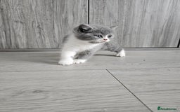 British Shorthair cats for sale: British shorthair x Scottish fold - Image 6