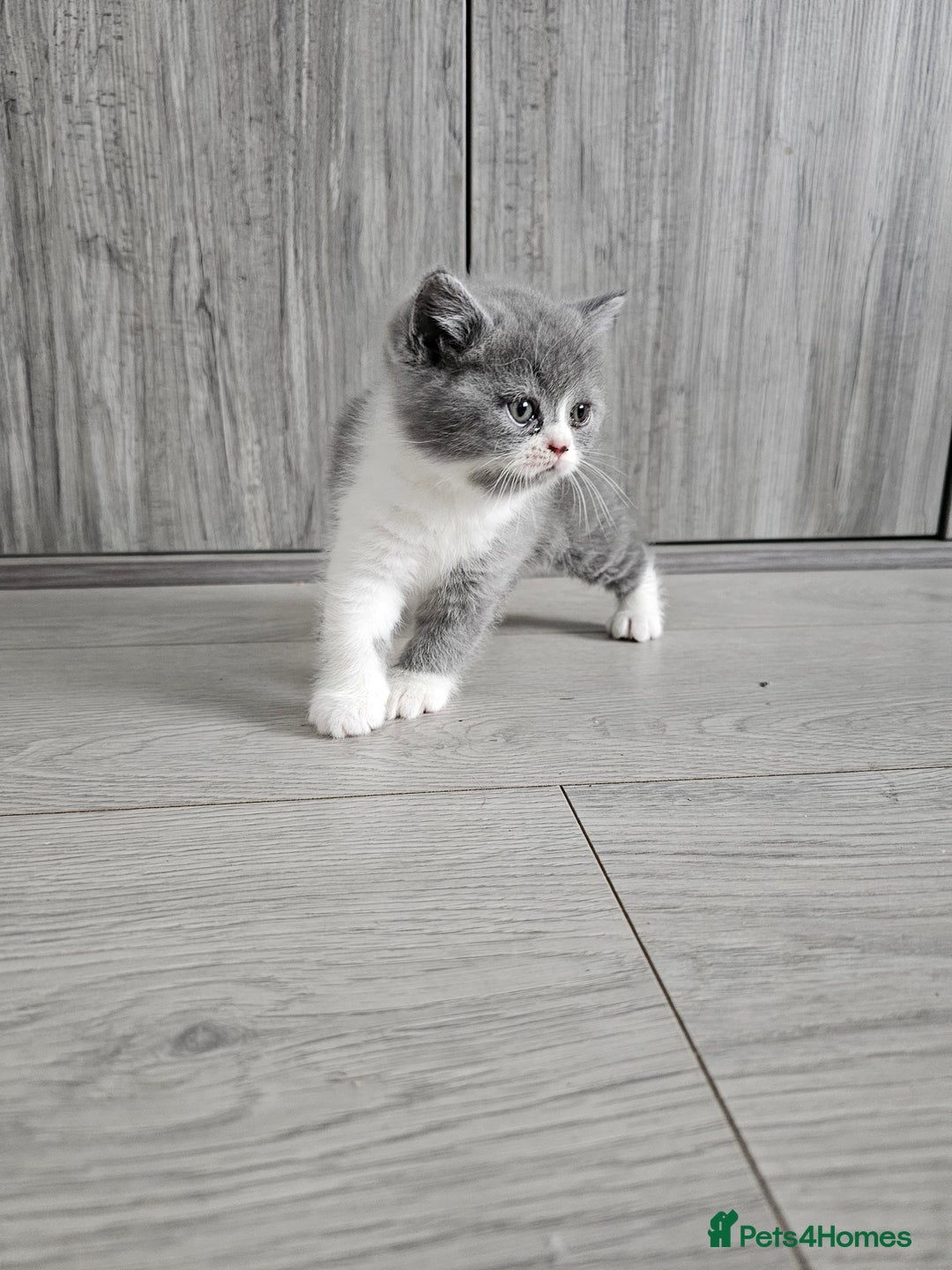 British Shorthair cats for sale: British shorthair x Scottish fold - Image 6