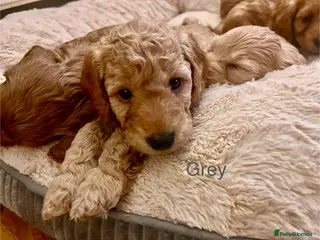 Cockapoo dogs Beautiful F2 Cockapoos - 4 boys left - Advert 14