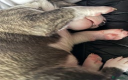 Bull Terrier dogs for sale: Playful bully’s  - Image 4