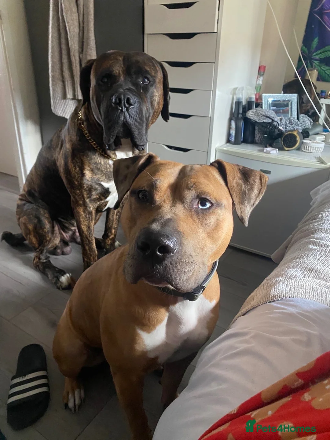 Mixed Breed dogs for sale: 4 Little Girls - Advert 1