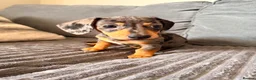 Dachshund dogs for sale: Sausage puppies  - Advert 6