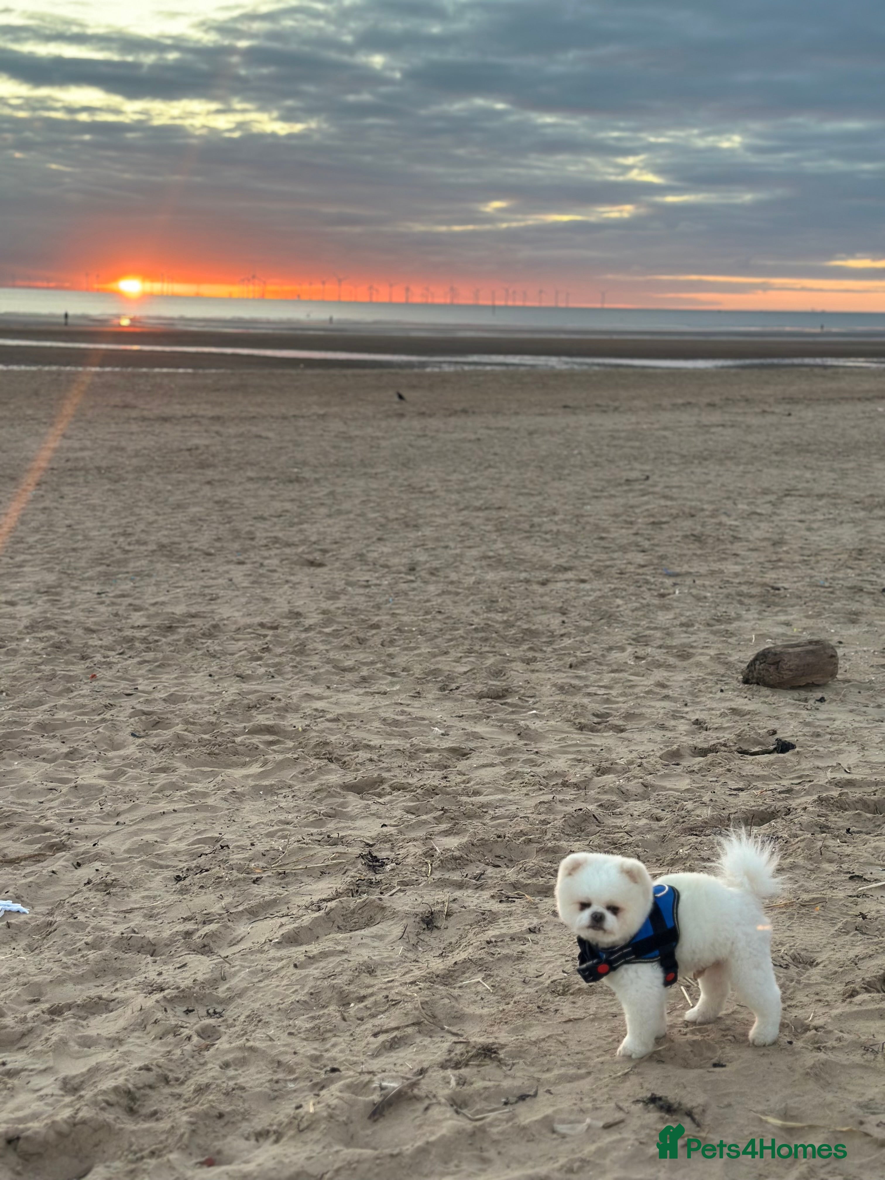 Pomeranian dogs Teddy  in Liverpool - Advert 5