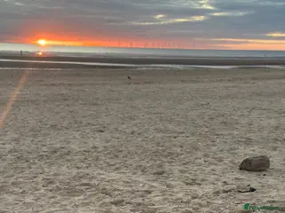 Pomeranian dogs Teddy in Liverpool - Advert 5