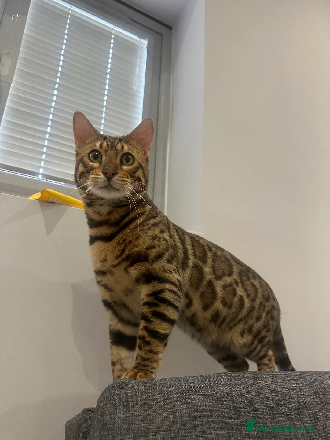 Bengal cats for sale: Pure bred Bengal TICA registered in Hoddesdon - Advert 1