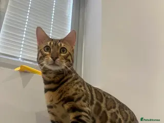 Bengal cats Pure bred Bengal TICA registered in Hoddesdon - Advert 1
