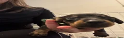 Miniature Dachshund dogs for sale: 5 miniature black & tan dachshunds  in Southport - Advert 7