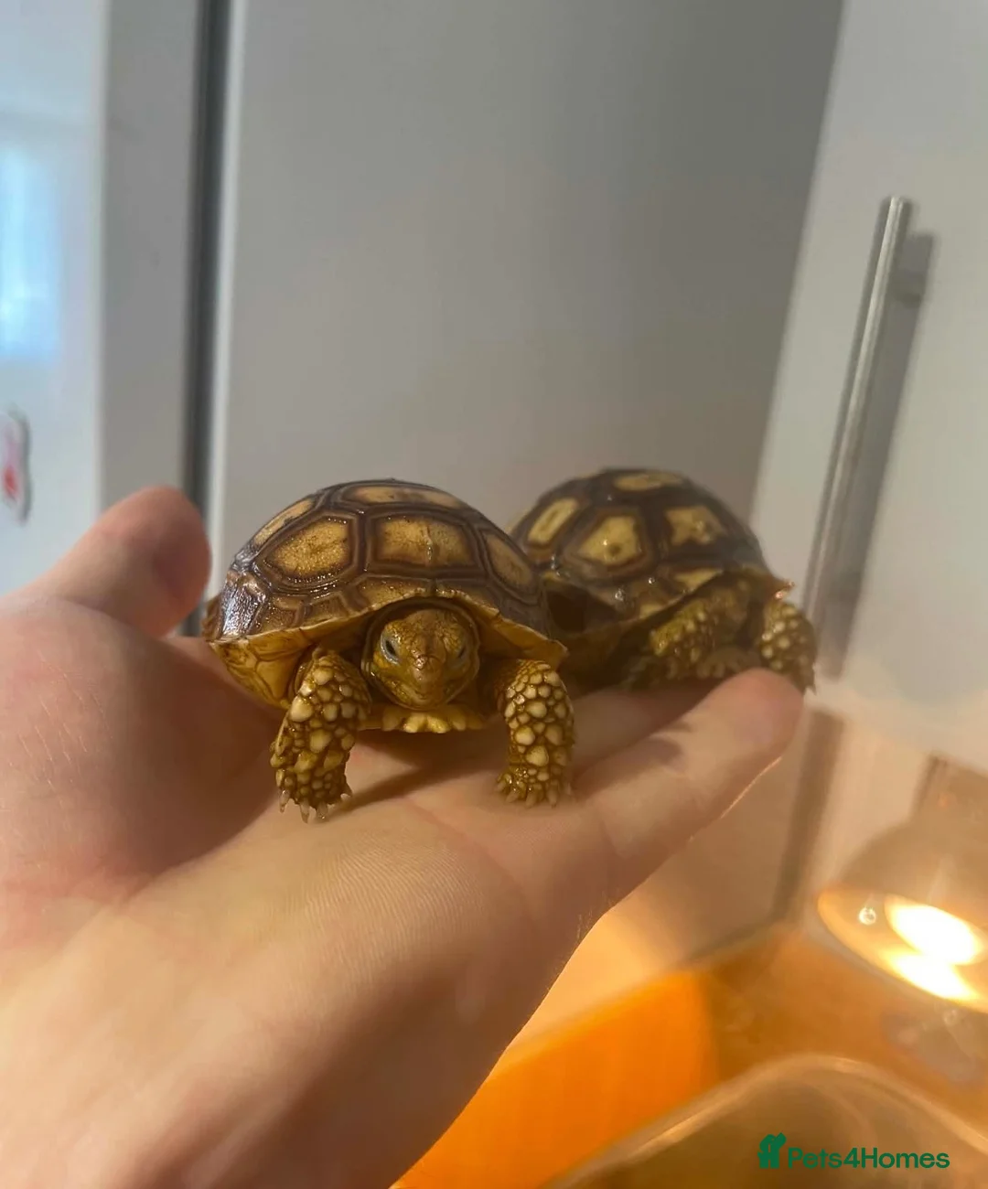 Tortoise reptiles for sale: Baby sulcata tortoise  - Advert 2
