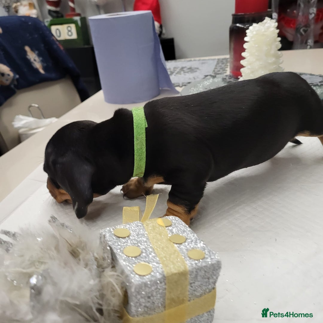 Dachshund dogs for sale: Wonderful dachshund puppies  - Advert 13