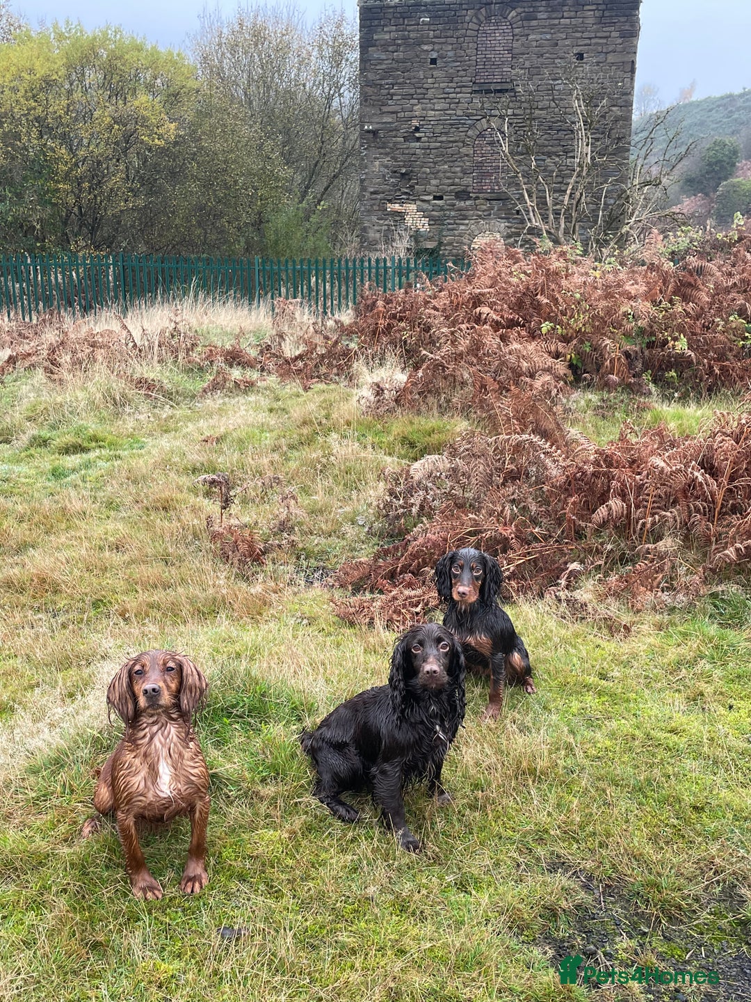 Cocker Spaniel dogs for sale: Stunning KC Working Cocker Spaniel Puppies - Image 4
