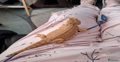 Dragon reptiles - Advert 2