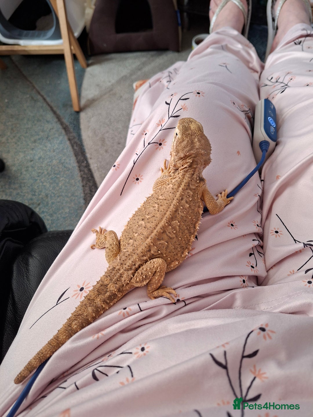 Dragon reptiles for sale: Rankins Dragons- better than beardies! - Image 3