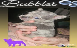 French Bulldog dogs for sale: Meryl french bulldog puppies  - Image 2