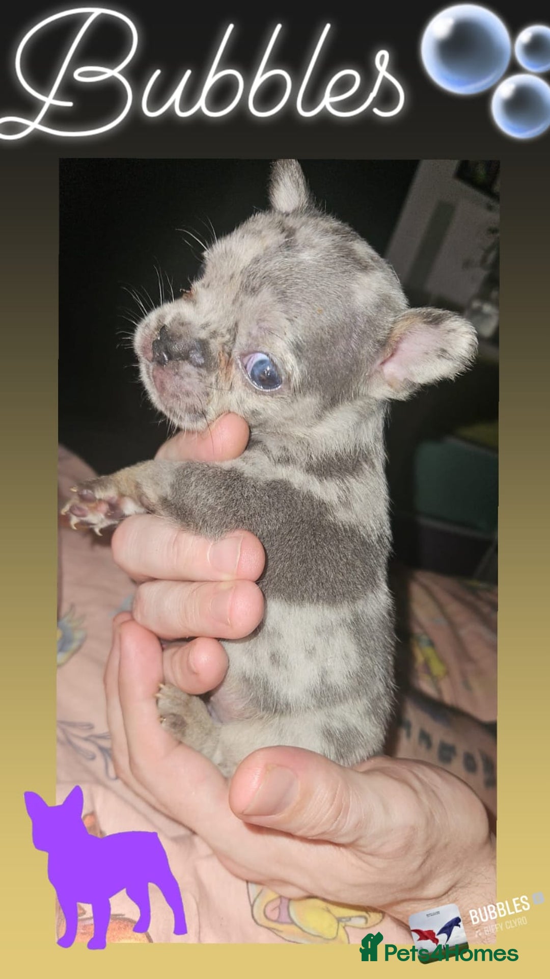 French Bulldog dogs for sale: Meryl french bulldog puppies  - Image 2