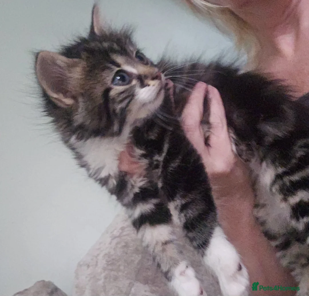 Mixed Breed cats for sale: Fluffy kitten 8 weeks  in Bury - Advert 4