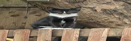 Mixed Breed cats for sale: Kittens looking for there forever homes  - Advert 6