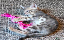 Bengal cats for sale: Registered Pure Bengal Babies Browns and Blues  - Image 3
