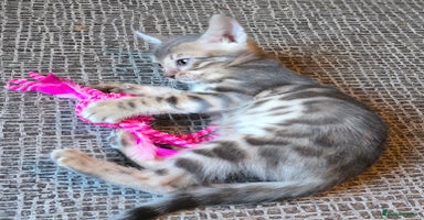 Bengal cats - Advert 4
