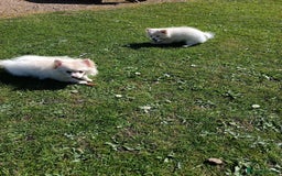 Pomeranian dogs for sale: Cream/White Pomeranian Puppy 10 Months Old  - Image 6