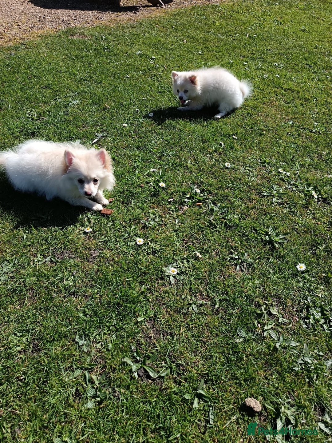 Pomeranian dogs for sale: Cream/White Pomeranian Puppy 10 Months Old  - Image 6