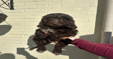 Cockapoo dogs - Advert 5