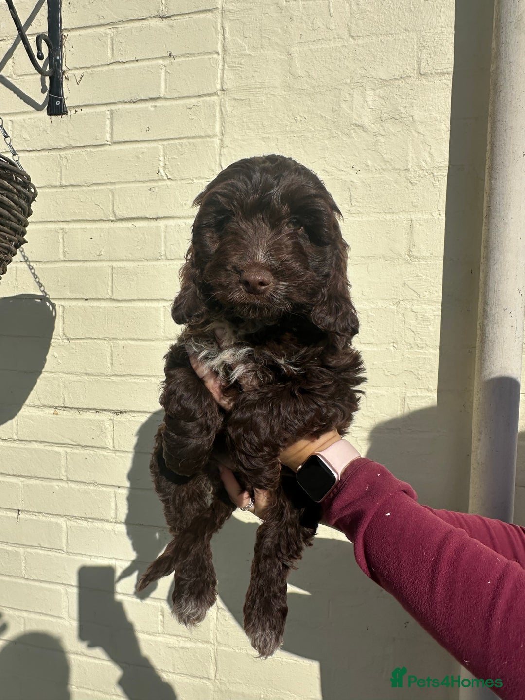 Cockapoo dogs for sale: ⭐️ Stunning Rare Coloured F1 Miniature Cockpoos ⭐️ - Image 3