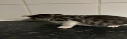 Mixed Breed cats for sale: 5 adorable kittens waiting for a good homes - Advert 7