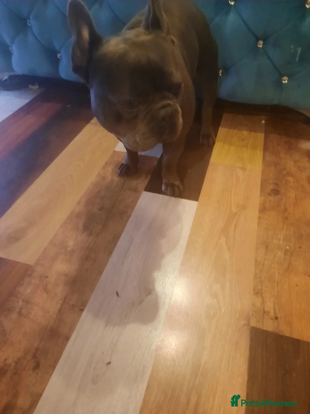 American Bully dogs for stud: American Bully / French Bulldog mix in Evesham - Advert 1