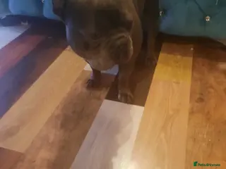 American Bully dogs American Bully / French Bulldog mix - Advert 1