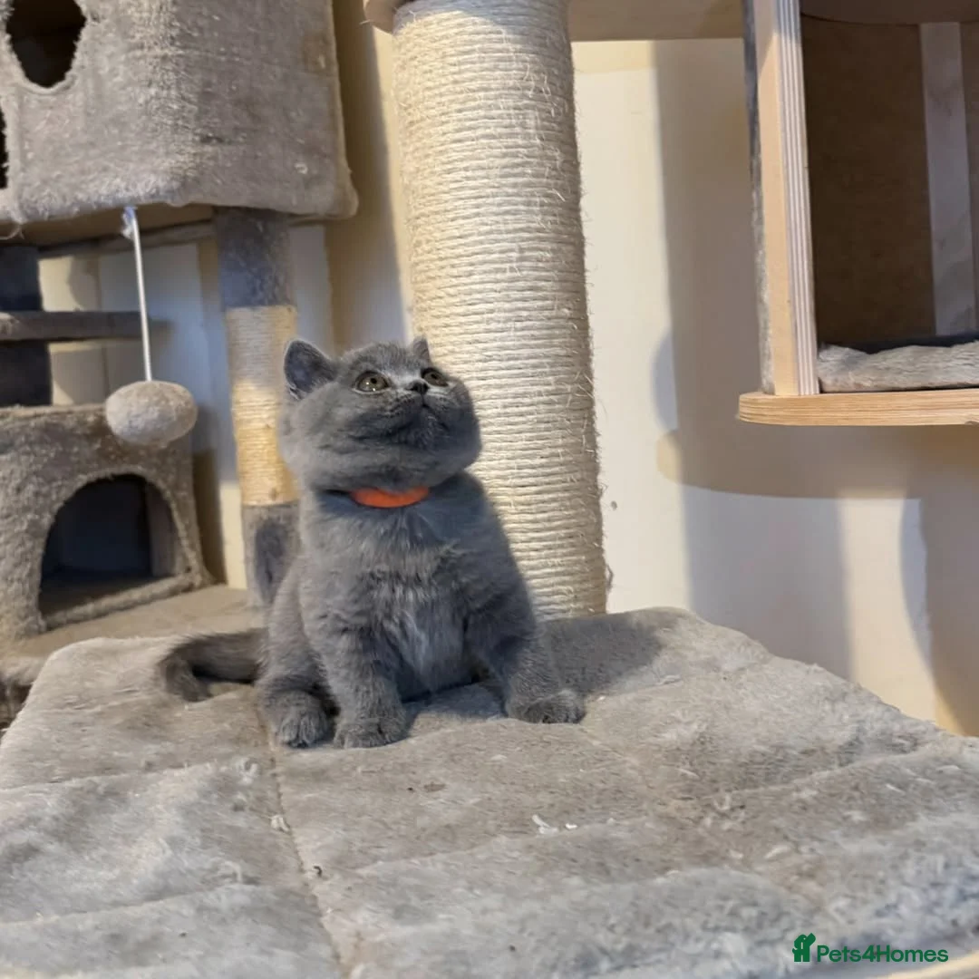 British Shorthair cats for sale: Adorable British Shorthair Kittens  - Advert 4