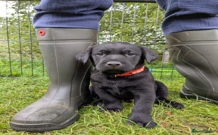 Labrador Retriever dogs - Advert 12