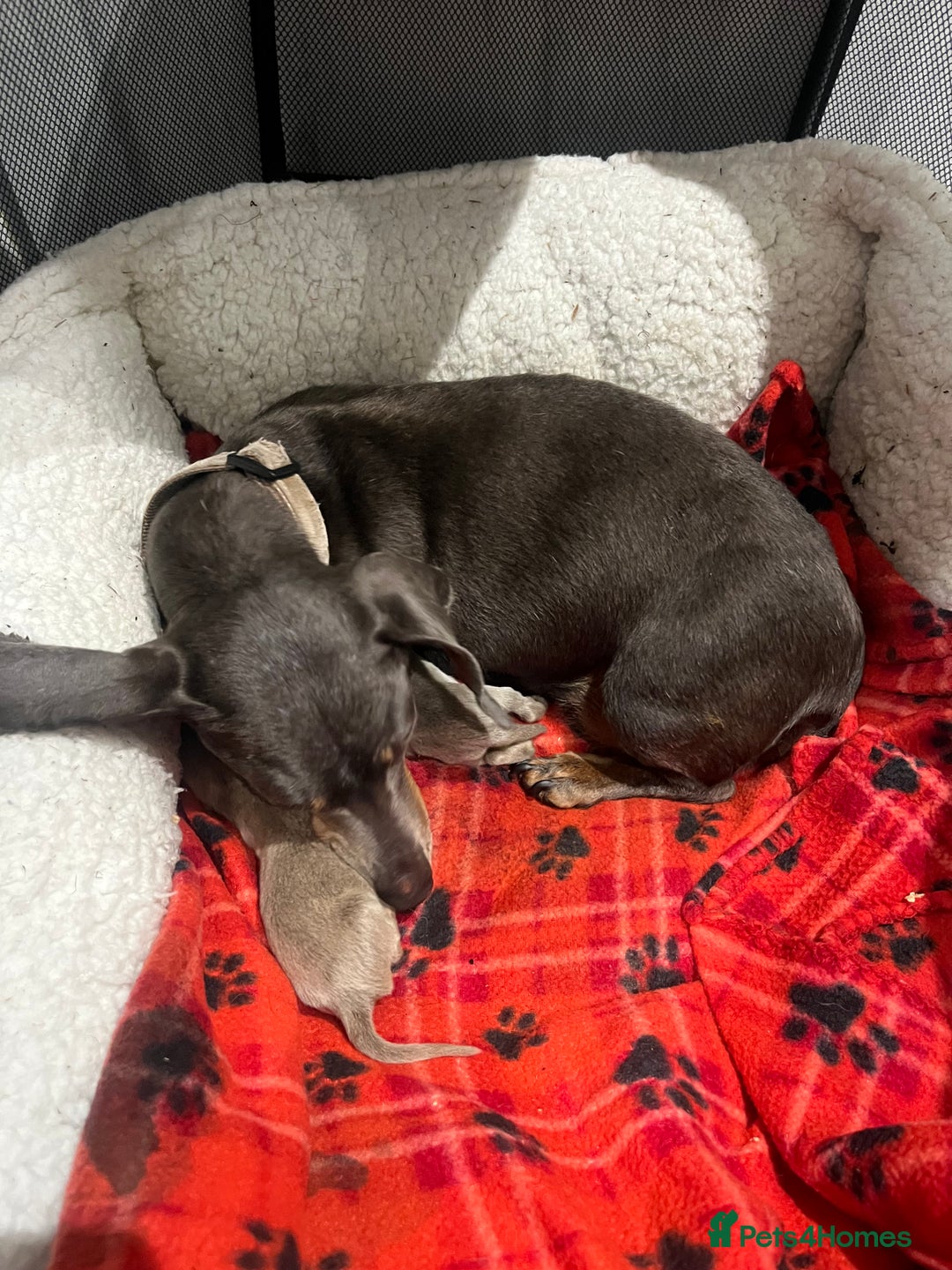 Dachshund dogs for sale:  dachshund miniature - Image 8