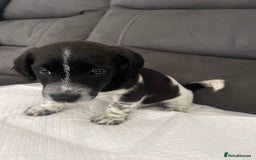 Mixed Breed dogs for sale: 3 male Jackapoo Pups - Image 9