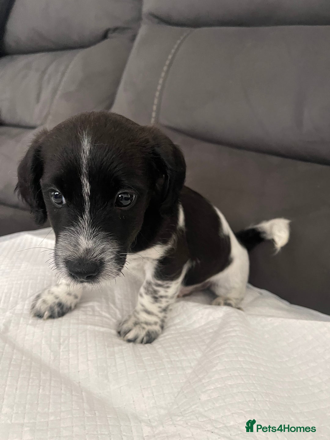 Mixed Breed dogs for sale: 3 male Jackapoo Pups - Image 9