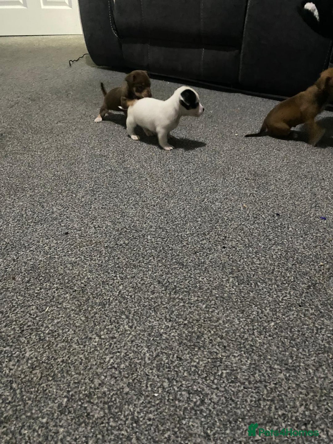 Chihuahua dogs for sale: Beautiful chihuahua puppies for sale  - Advert 14