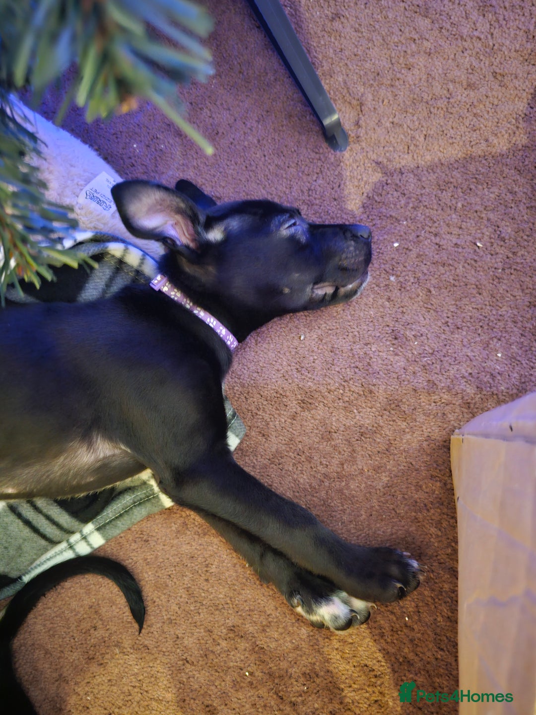 Mixed Breed dogs for sale: 3 female puppies - Advert 4