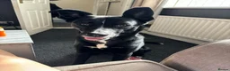 Mixed Breed dogs for sale: Marley - Advert 8