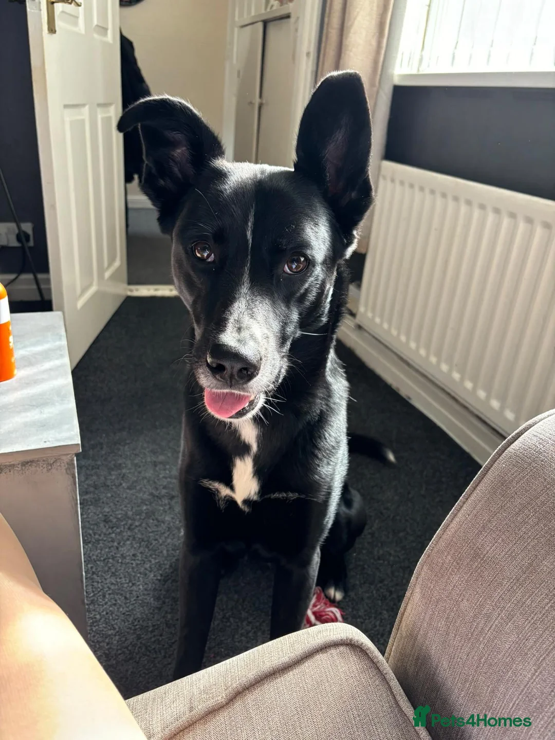 Mixed Breed dogs for sale: Marley - Advert 8