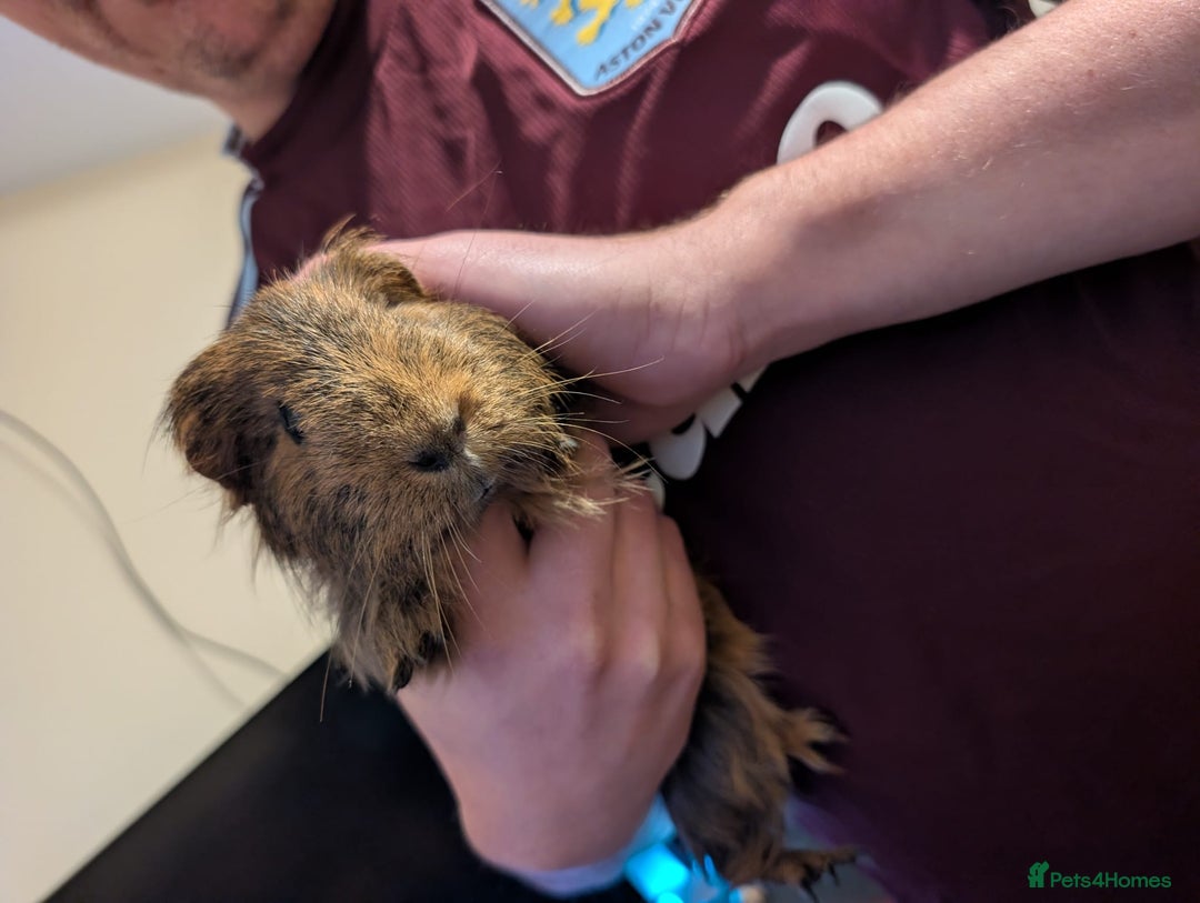 Guinea Pig rodents for sale: Guinea pigs both male and female  - Advert 7