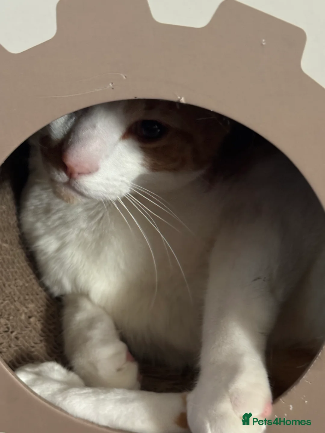 Domestic Shorthair cats for sale: 18 month old cat looking for home in Great Yarmouth - Advert 4