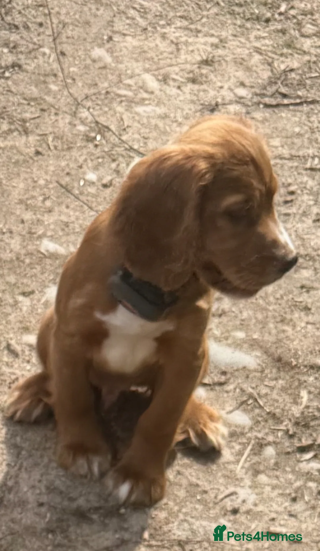 Cocker Spaniel dogs for sale: Cocker spaniel  - Advert 2