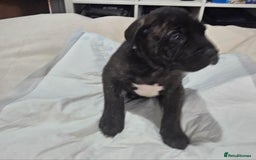 Cane Corso dogs for sale: Cane corsos  puppies  - Image 3